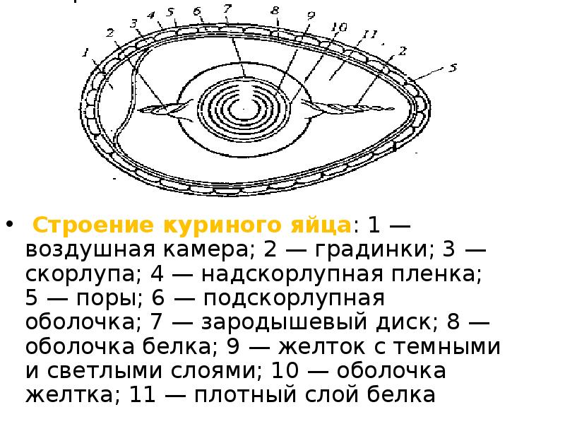 Строение яйца человека