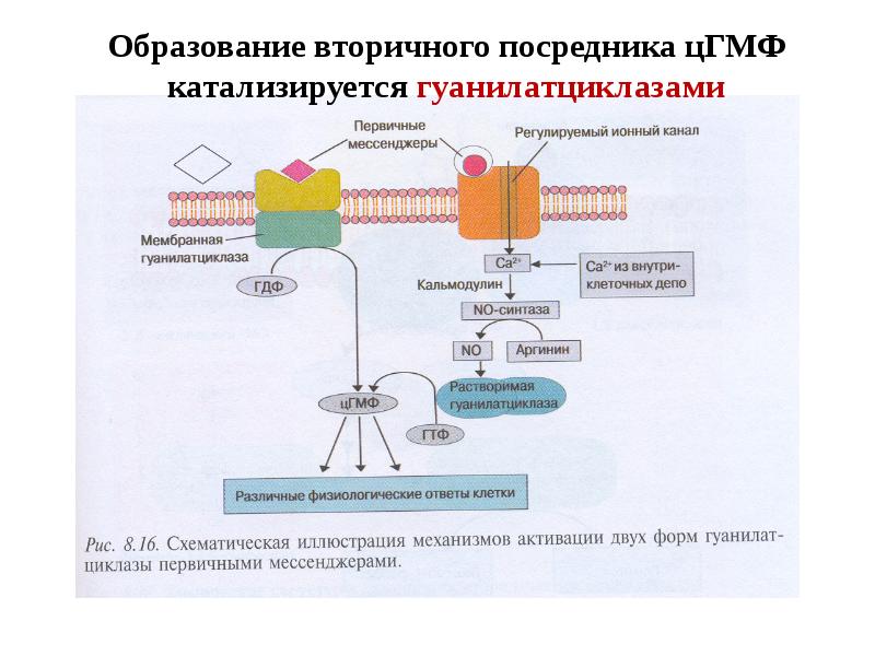 Фермент гуанилатциклаза сосудистой стенки относится к рецепторам типа