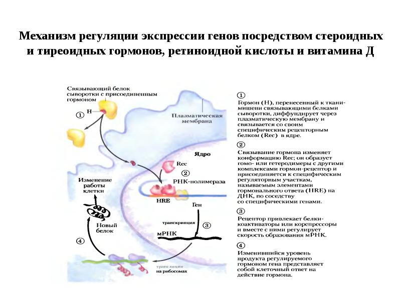 Регуляция генов. Гормональная регуляция экспрессии генов. Механизмы регуляции экспрессии генов. Механизмы регуляции гормонов. Роль гормонов в регуляции экспрессии генов.