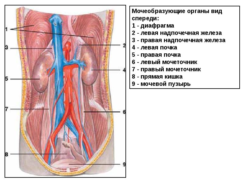Мочеточники у женщин расположение фото