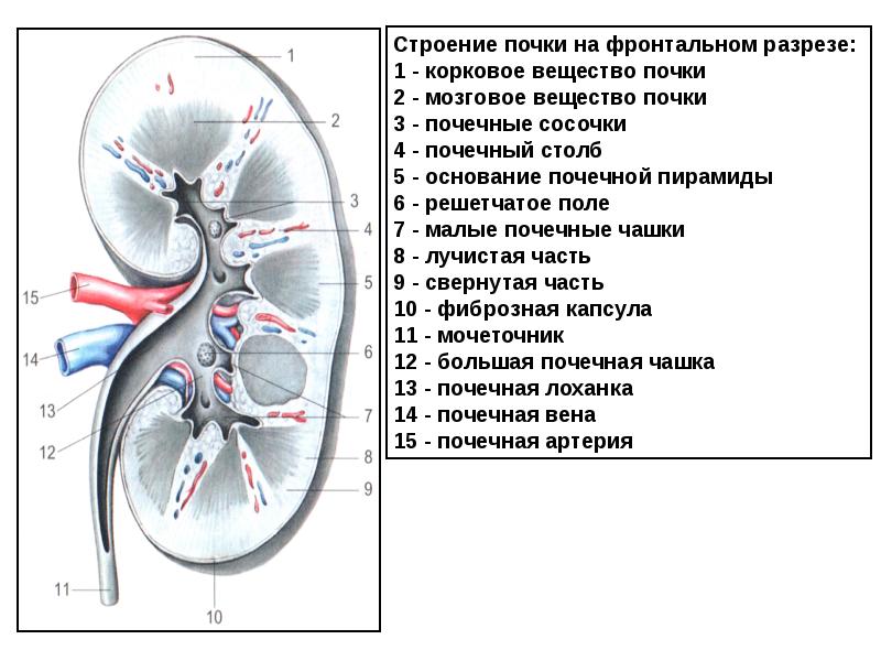 Строение почки человека анатомия рисунок с подписями анатомия