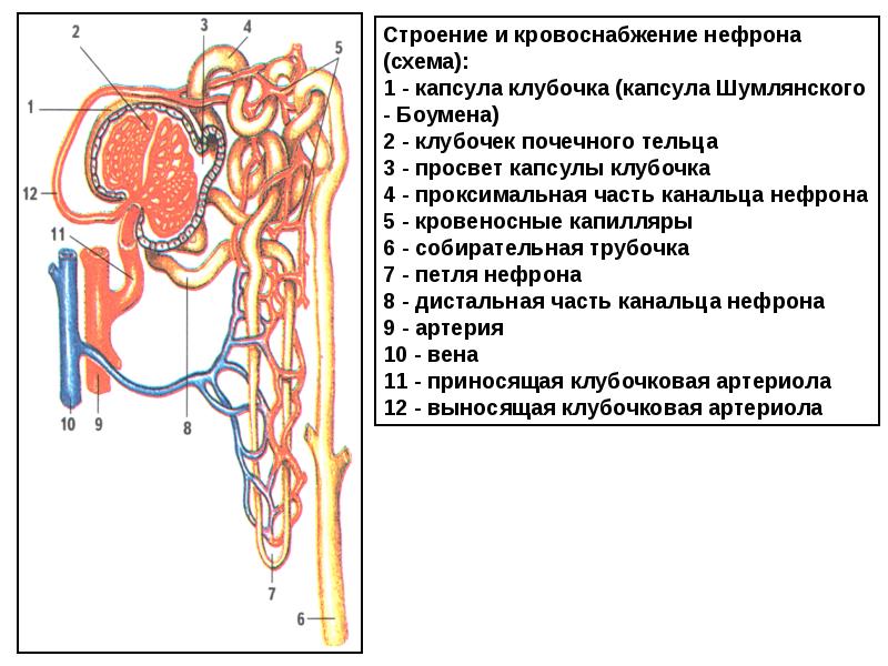 Микроскопическое строение почки схема