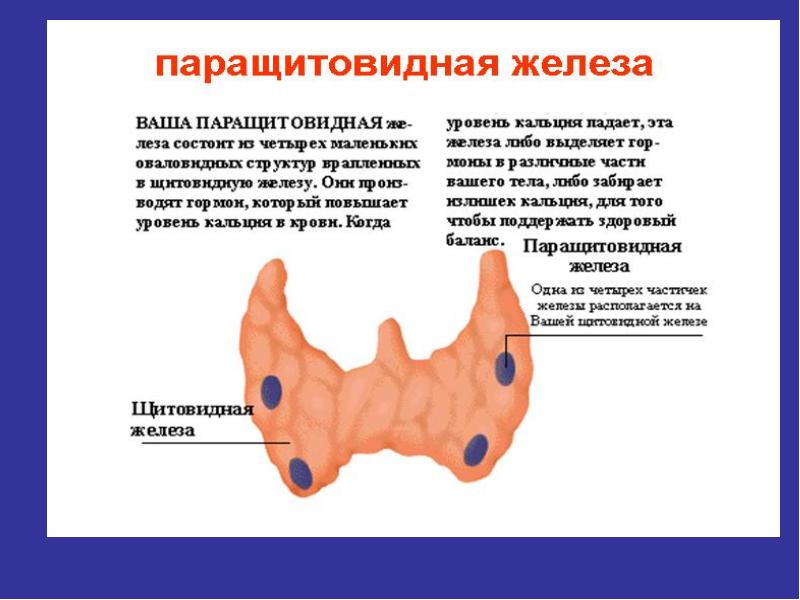 Паращитовидная железа картинка