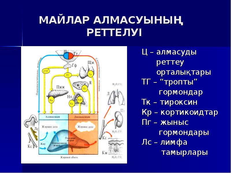 Зат және энергия алмасу презентация