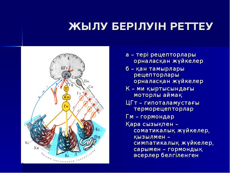 Зат және энергия алмасу презентация