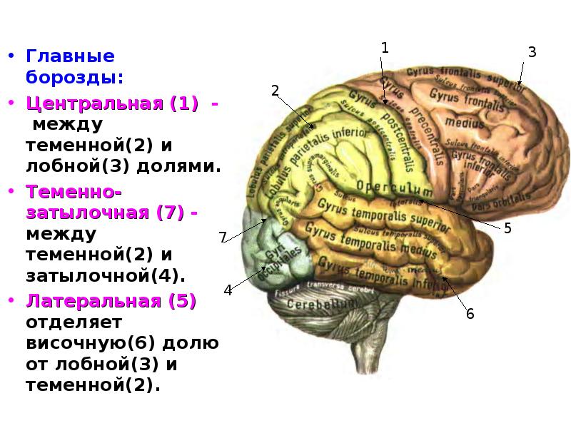 Конечный мозг схема