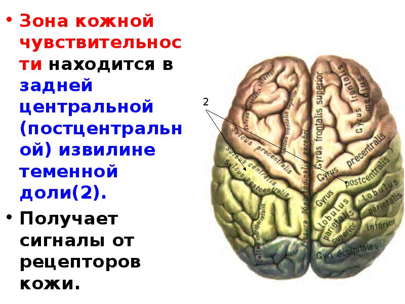 Извилины брюс. Строение полушарий конечного мозга. Конечный мозг доли и извилины. Доли конечного мозга. Доли полушарий конечного мозга.