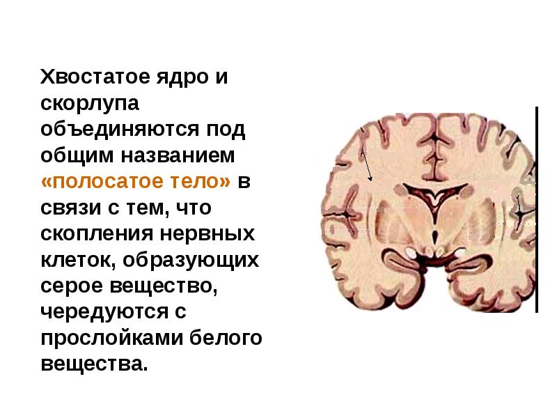 Ядра мозга образованы