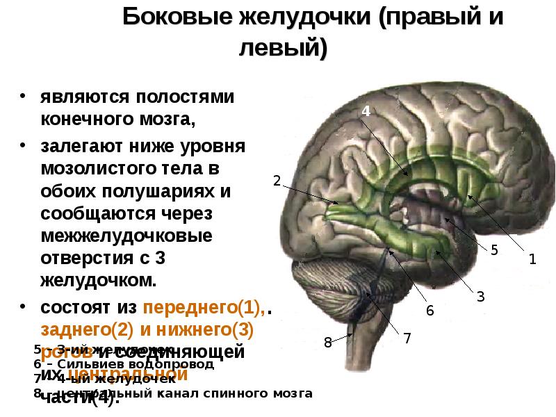 Конечный мозг презентация