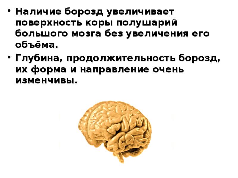 Объем головного мозга наибольшее. Увеличение поверхности головного мозга достигается. За счёт чего увеличивается площадь коры больших полушарий. Общим увеличением объема мозга. За счет чего увеличивается общая поверхность коры головного мозга.