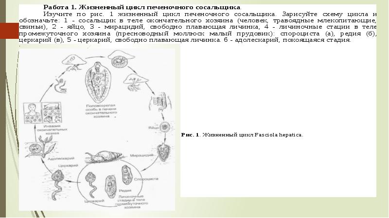 Цикл развития биология 7 класс. Жизненный цикл печеночного сосальщика таблица. Жизненный цикл печёночного сосальщика биология 7. Схема жизненного цикла печеночного сосальщика. Жизненный цикл сосальщиков схема.