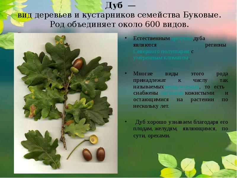 Паспорт дерева образец окружающий мир 2 класс образец