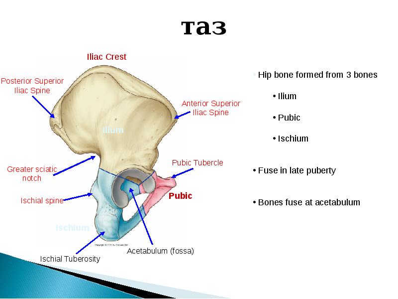 Анатомия таза презентация
