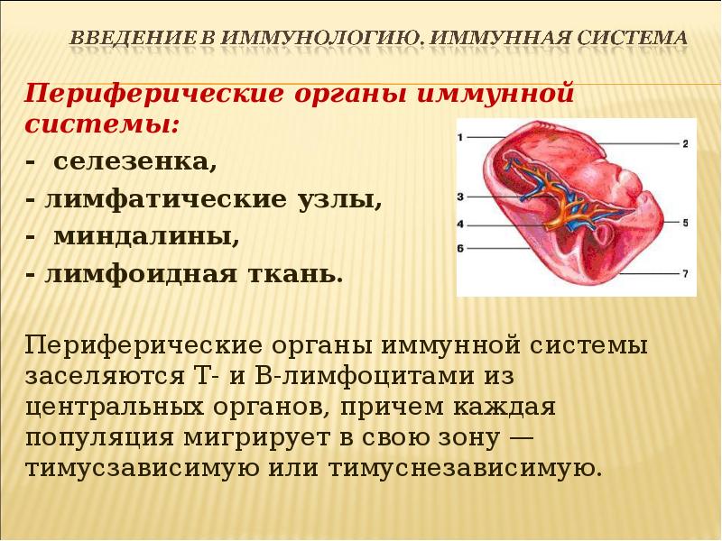 Периферические органы иммунной