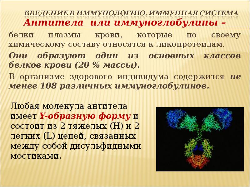Иммунные белки крови. Антитела (иммуноглобулины): presentation. Классы антител иммунология. Иммуноглобулин функции в организме. Химическая структура антител.