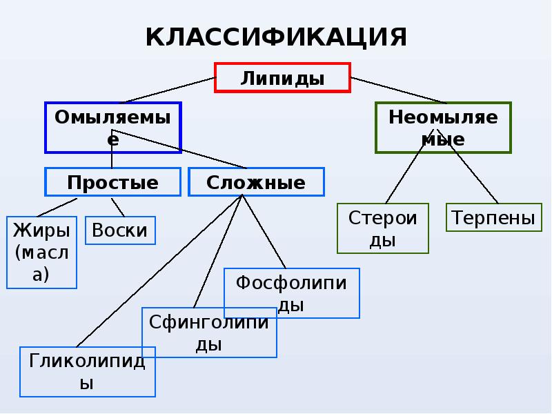 Липиды их строение и функции 10 класс презентация пасечник