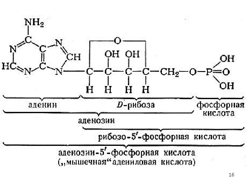 Схема 22 фосфорная кислота