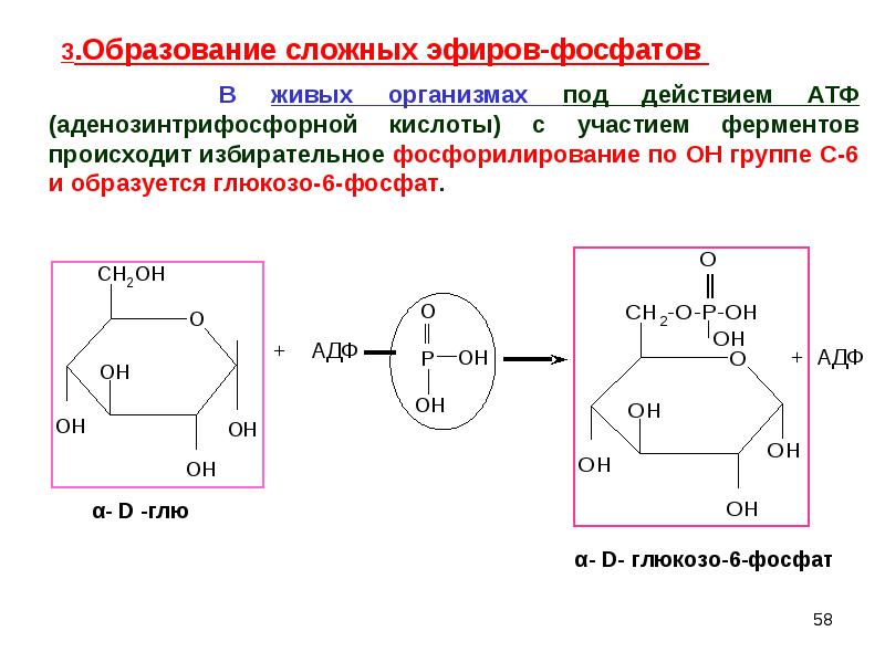 Углеводы моно. Образование фосфорных эфиров Глюкозы. Глюкоза образование сложных эфиров. Образование эфиров из Глюкозы. Образование фосфорнокислого эфира Глюкозы.