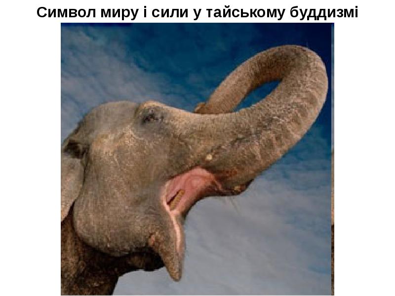 Elephant's memory. Elephantiformes.