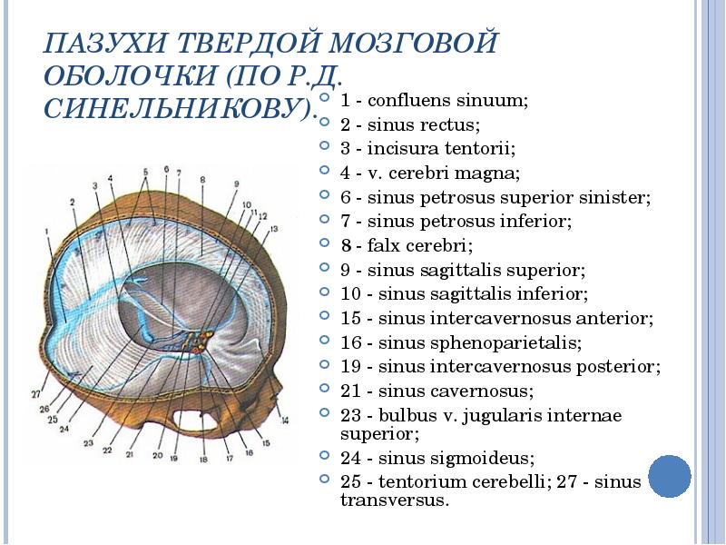 Презентация топографическая анатомия мозгового отдела головы