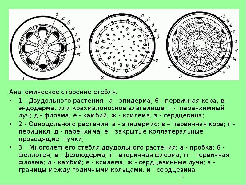 Схема строения стебля двудольного травянистого растения