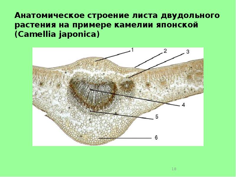 Анатомическое строение листа. Поперечный срез листа камелии. Поперечный срез листа двудольного. Поперечный срез листа двудольного растения. Поперечный срез листа камелии японской Camellia japonica.