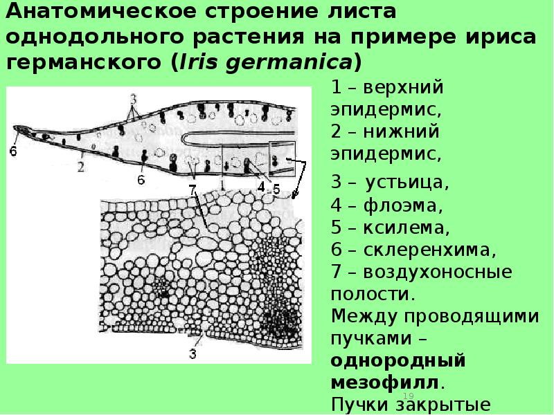 Тест строение листа