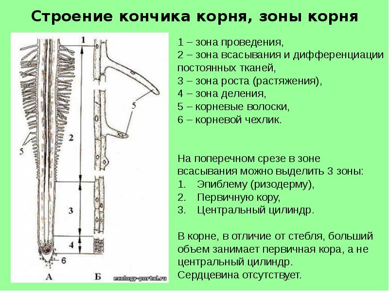 Кончик корня. Строение кончика корня ,зоны корня. Строение кончика корня проростка пшеницы. Корневые волоскики Зорны. Строение кончика корня растения.