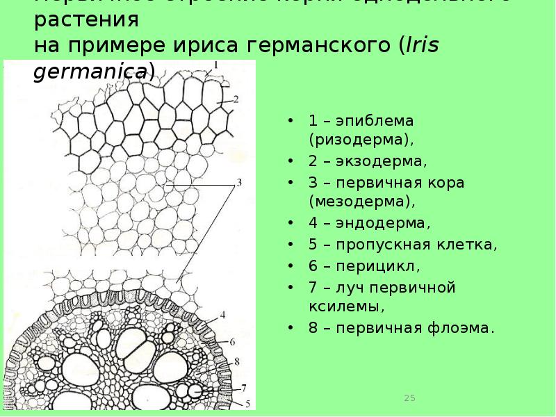 Из какого гистогена развиваются клетки перицикла