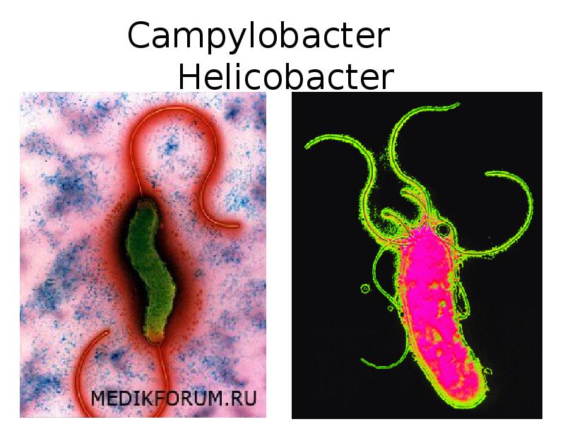 Como se contagia el helicobacter