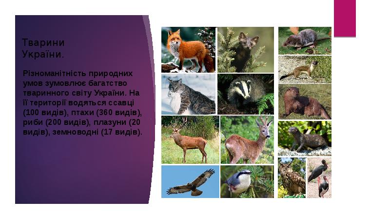 Тварини України.
Різноманітність природних умов зумовлює багатство тваринного світу України. На Тварини України.
Різноманітність природних умов зумовлює багатство тваринного світу України. На
