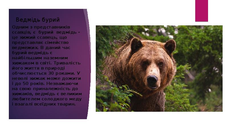 Ведмідь бурий
Одним з представників ссавців, є бурий ведмідь - це хижий ссавець, Ведмідь бурий
Одним з представників ссавців, є бурий ведмідь - це хижий ссавець,