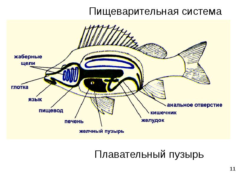 Внутреннее строение рыбы рисунок