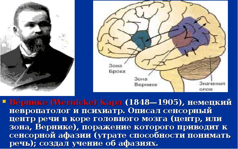 Мозговые центры речи презентация