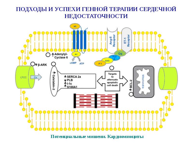 Презентация на тему генная терапия