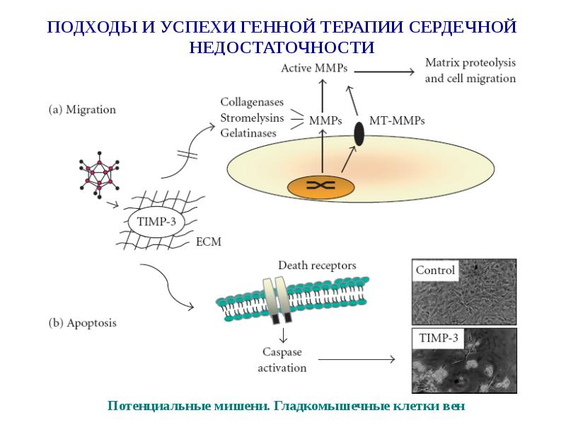 Что такое генная терапия. Подходы генной терапии. Генная терапия. Генная терапия in situ. Успешные проекты генной терапии.