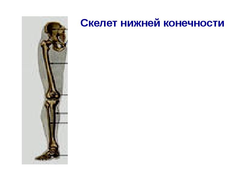 Скелет нижних конечностей рисунок. Скелет нижних конечностей. скелет нижней конечности человека. скелет нижних конечностей без подписей. функции скелета нижних конечностей человека.
