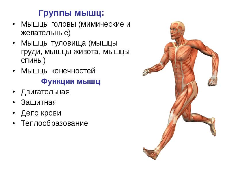 Группа мышц основные мышцы функции