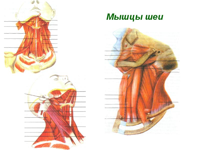 РњС‹С€С†С‹ С€РµРё