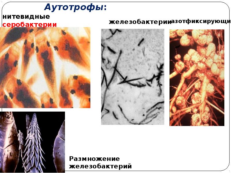 Ауксотрофы. Аутотрофы микробиология. Бактерии АУКСОТРОФЫ. ПРОТОТРОФЫ И АУКСОТРОФЫ микробиология.