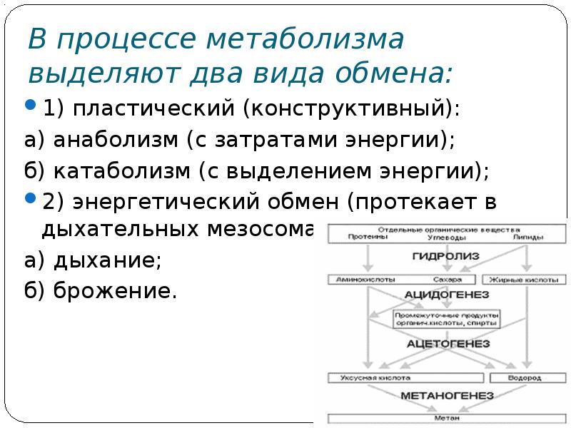 Схема процесса энергетического обмена