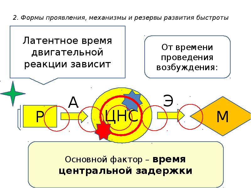 Механизм проявления. Физиологические механизмы развития быстроты. Физиологические резервы развития быстроты. Формы проявления, механизмы и резервы силы.. Механизм центральной задержки.