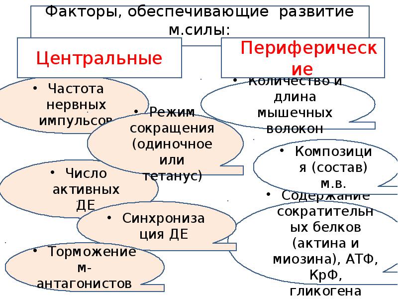 Закономерность развития физических качеств. Физиологические механизмы развития физических качеств презентация. физиологические закономерности развития силы.