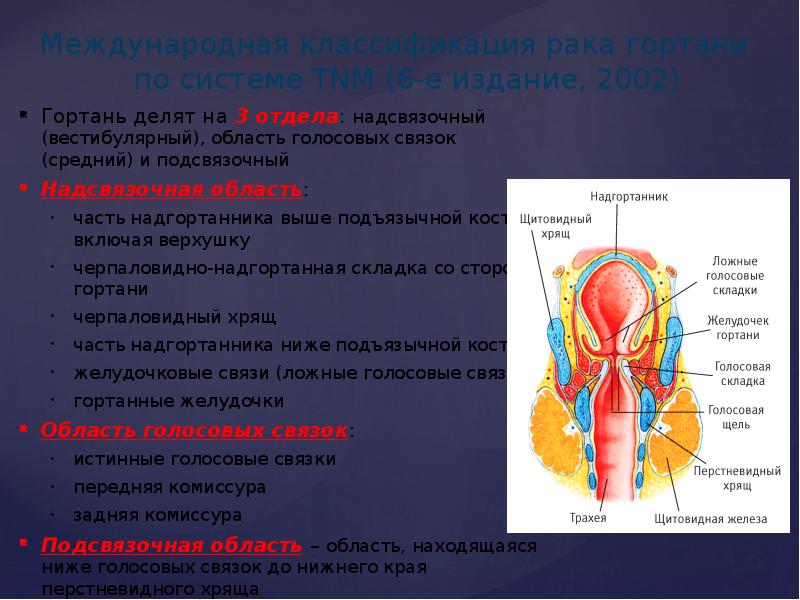 Отделы гортани. Подсвязочный отдел гортани. Подсвязочное пространство гортани. Подскладочное пространство гортани. Голосовые и вестибулярные складки.