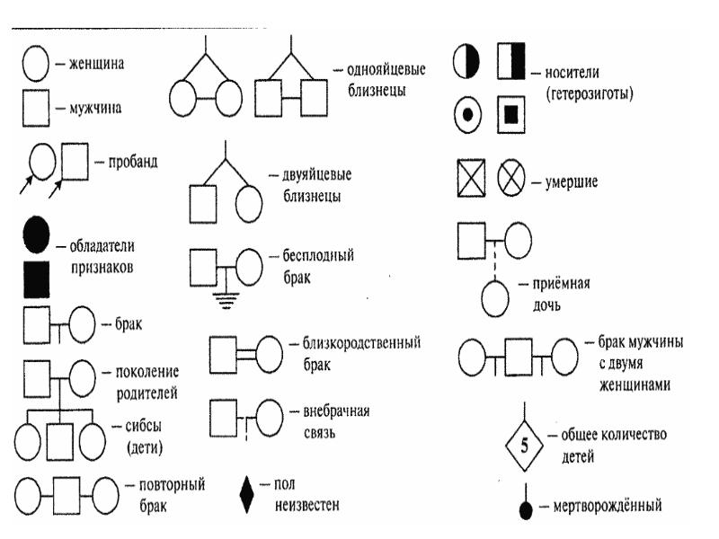 Родословная по генетике образец