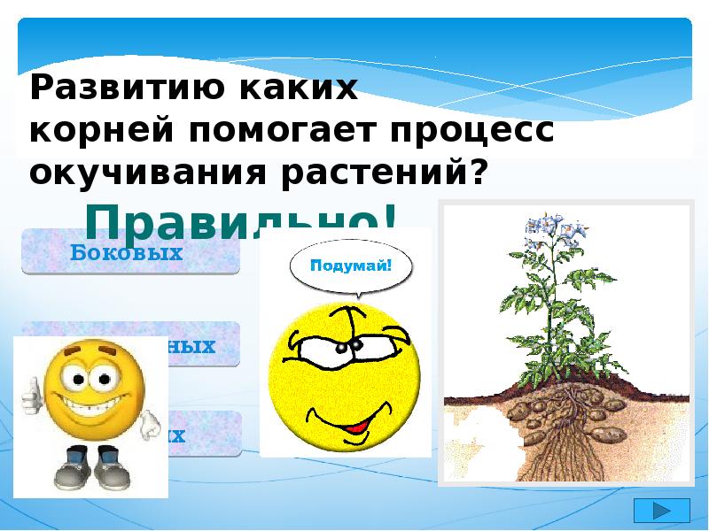 Контрольная работа биология 6 класс органы растений. Тест по органам растений. Тест органы растений 6 класс с ответами. Какая корневая система у банана.