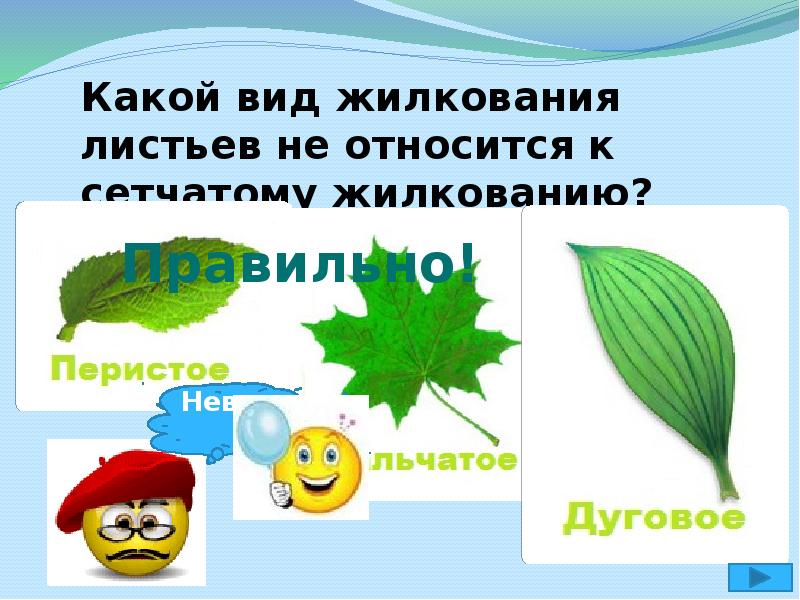 К сетчатому жилкованию относят. Ландыш жилкование листа. Жилкование листа вишни. Жилкование листа капусты.