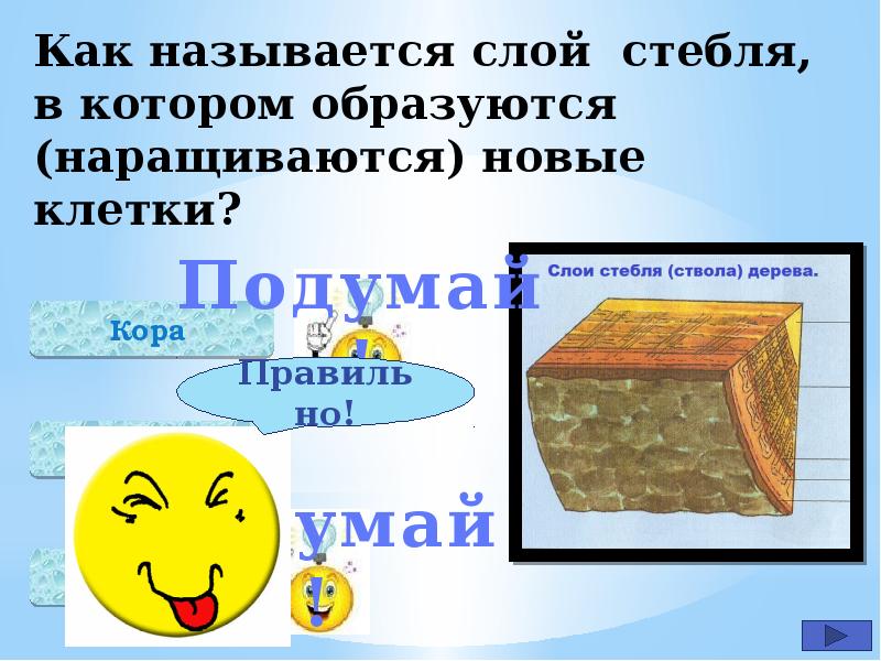 Как образоваличь вудканф. Строение материковой земной коры. Как называется 1 слой. Строение стенки сердца анатомия. Как называется 1 слой.