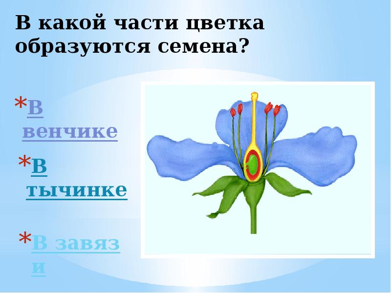 Выберите части цветка. Какие части цветка. Какие части цветка образуют венчик. В какой части цветка образуются семена. Венчик цветка образует семена?.