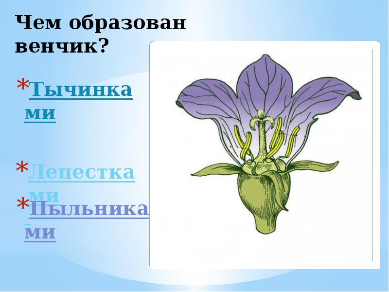 Образуют цветки. Венчик цветка образован. Лепесток образующий венчик. Венчик образуют. Венчик цвета образован.